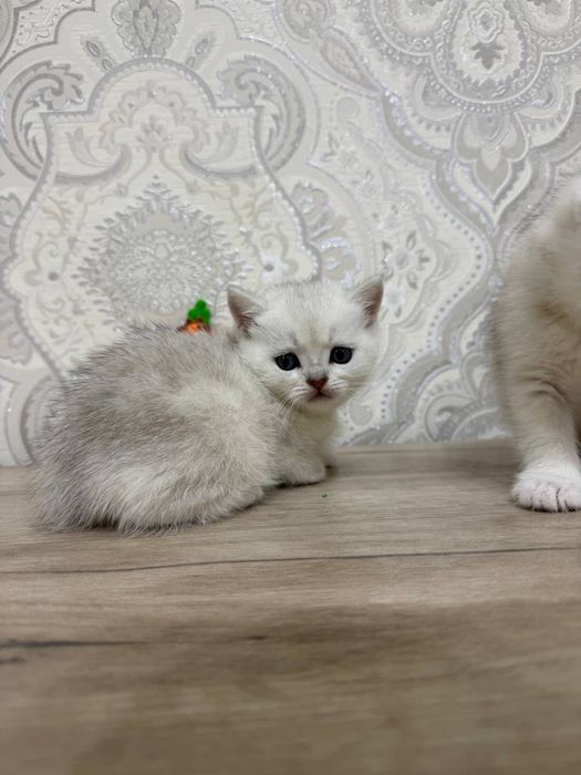 Котята продаётся! 40 кунлик!