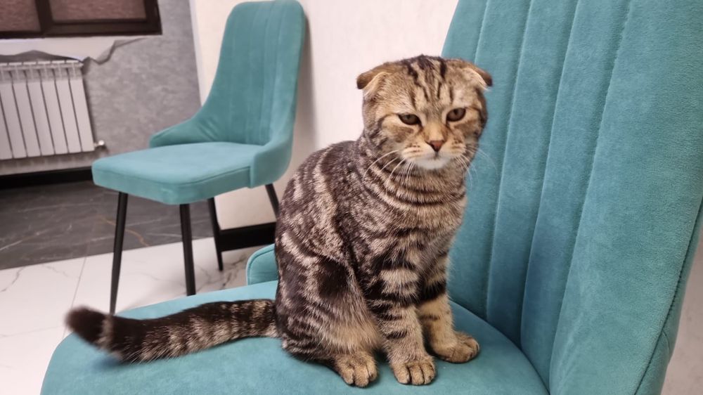 Продам кошку пародистая