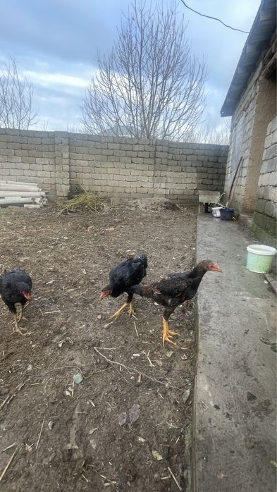 Дакан сентябрьде ашылған 3 шоже