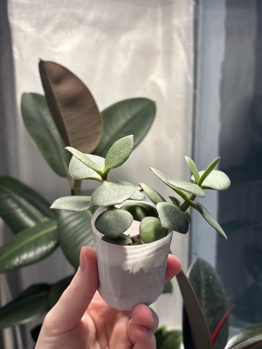 Продам комнатные цветы…