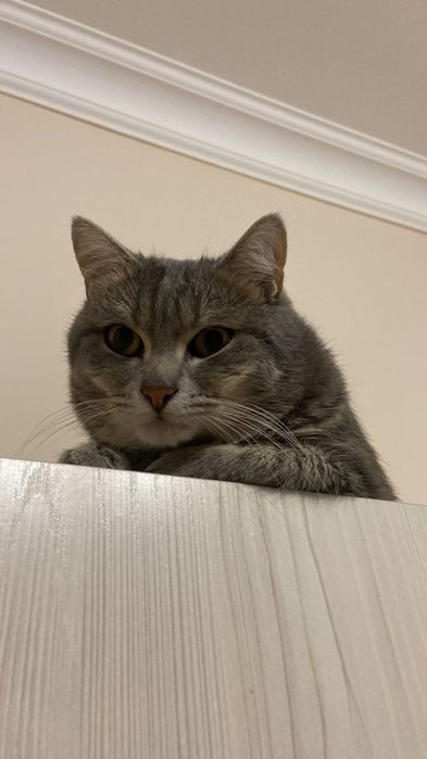Отдам кота в хорошие руки