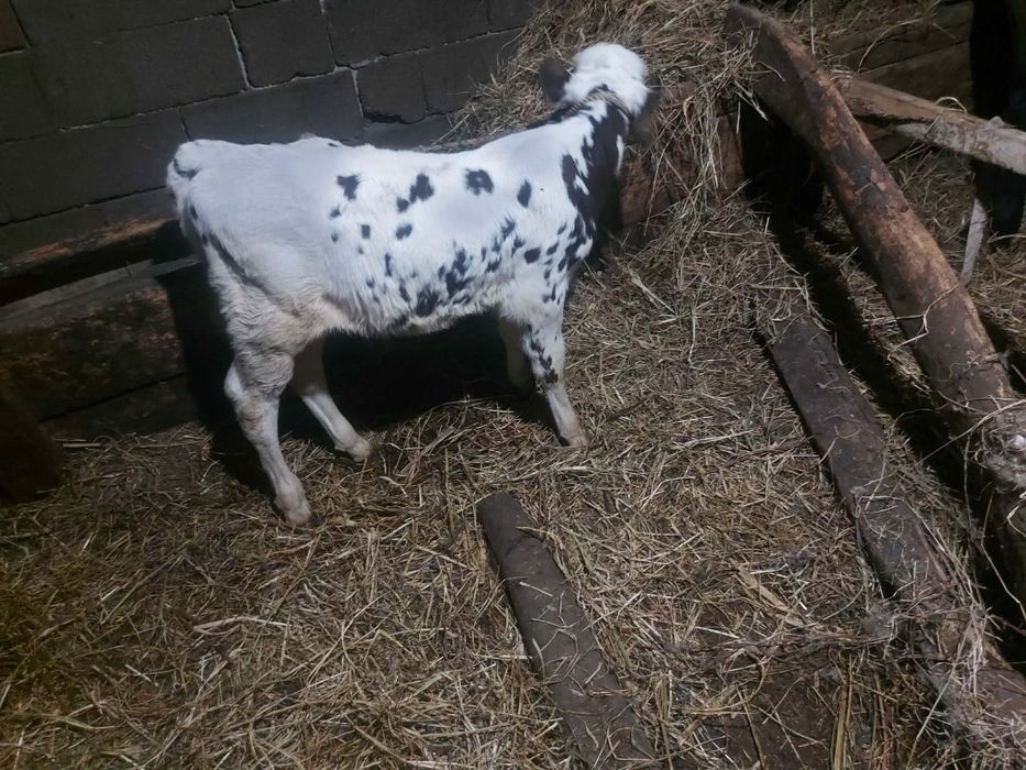 Vând vițel belgian 3 săptămâni