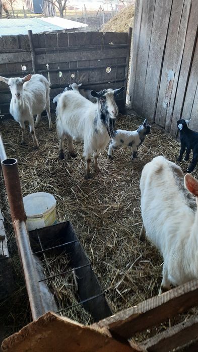 Vand capre cu cate 2 iezi