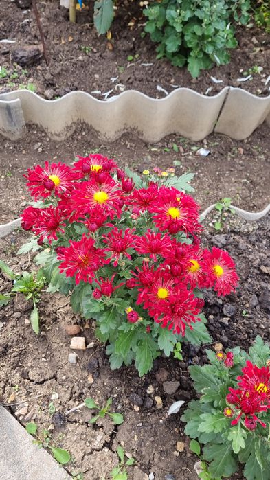 Продам георгины , хризантемы