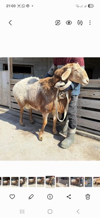 Продам Арашан Кашкар