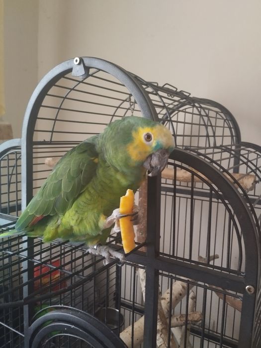 Продам попугая Амазон