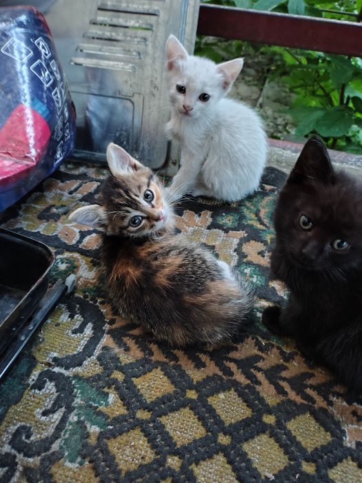 Адам кому хорошие котят