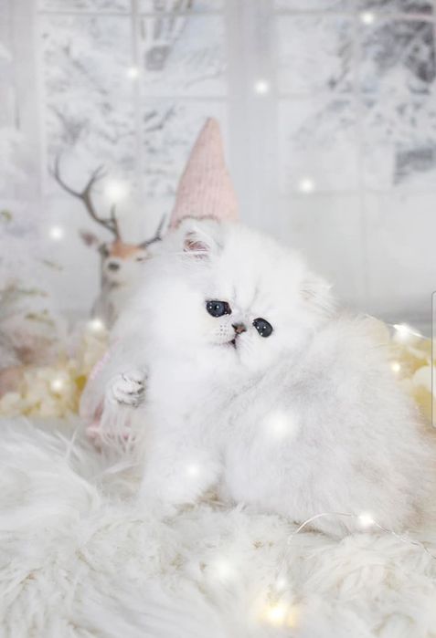 Persana chinchilla silver-shaded