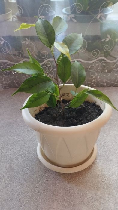 Фикус Бенджамина