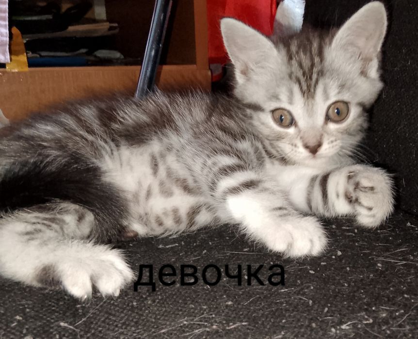 Продаются котята скоттиш фолд и скоттил страйт