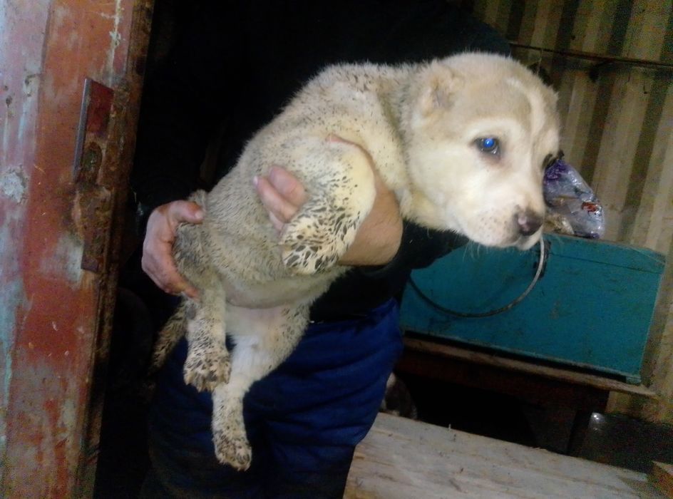 Продаются щенки мойнака  внуки