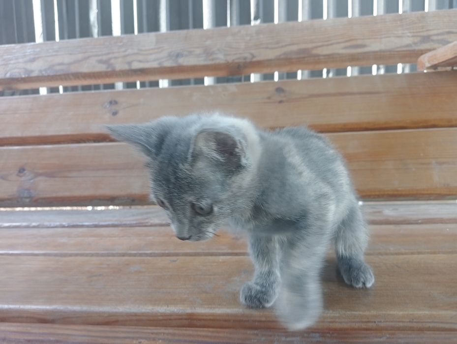 Котята бесплатно