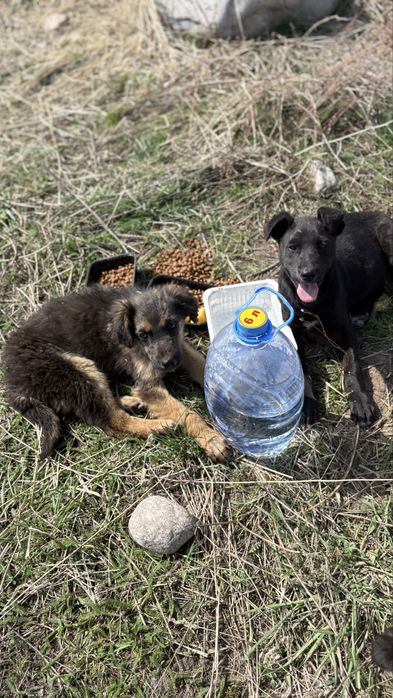 Щенки в добрые руки