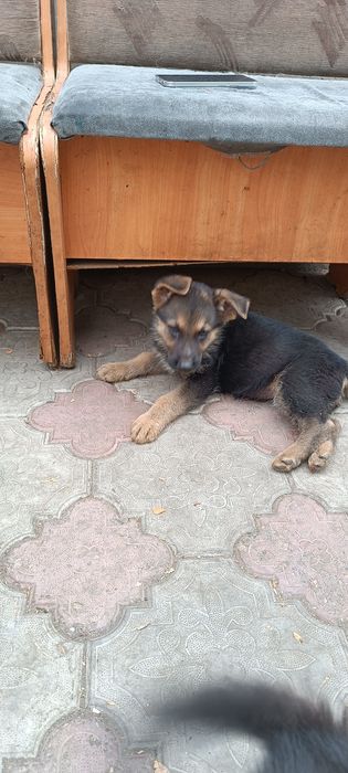 Продается щенок немецкой овчарки