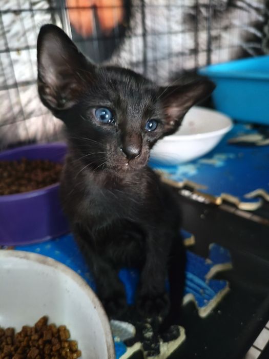 Ориентальные котята