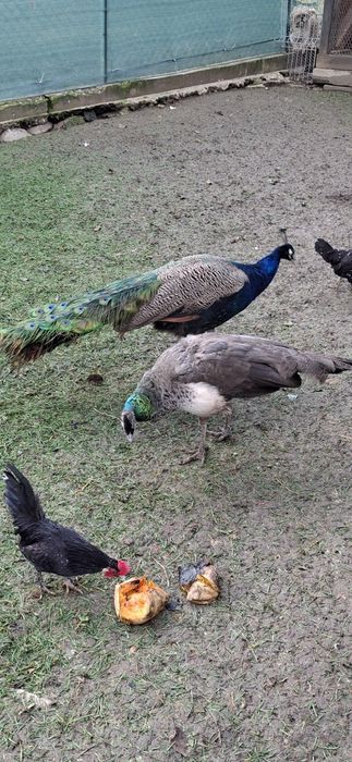 Pauni pereche fac 3 ani