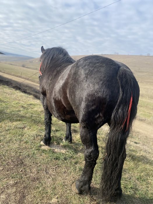 Iapa de vanzare, schimb si cu oi