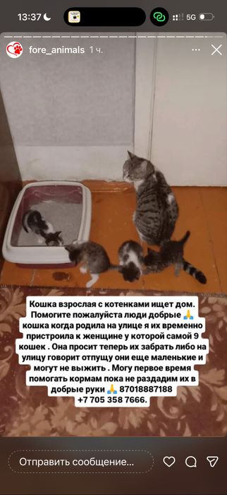 Котенки маленткие срочно помогите