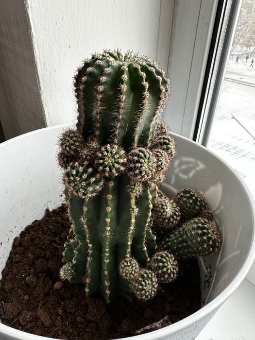 Кактусы отростки