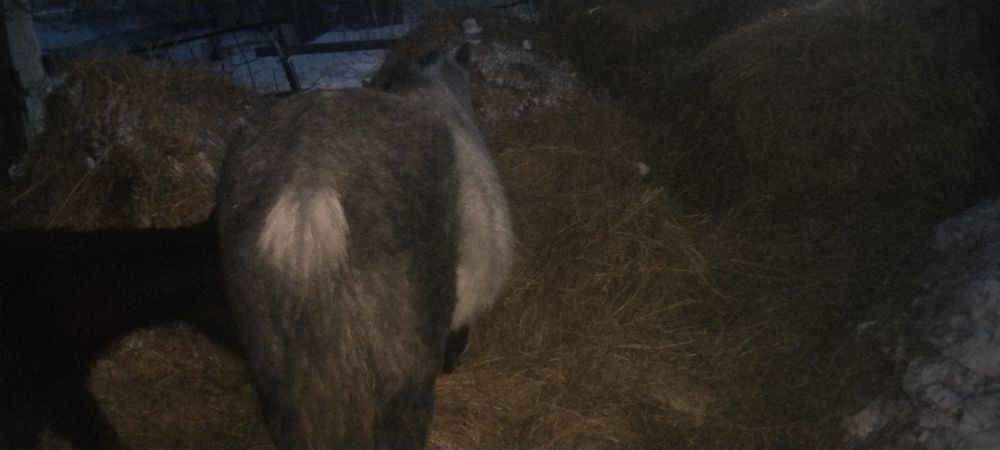 Продам лошадей кобыл