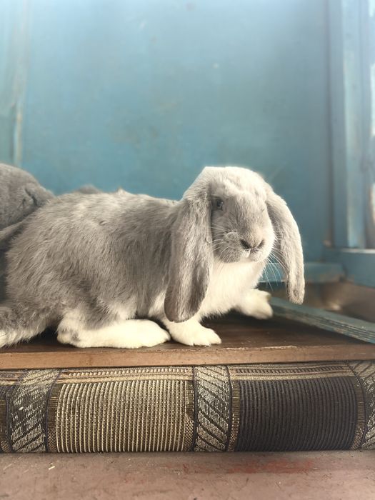 Продаю крольчат фб
