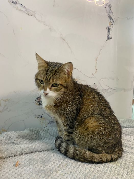 Кошечка в добрые руки