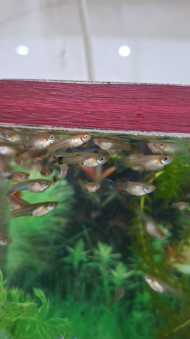 Продаются рыбки гуппи