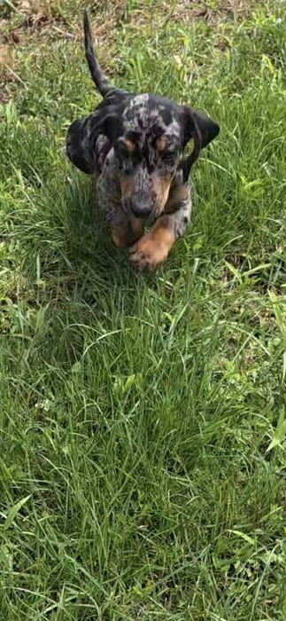 Puisori de Teckel rasa Dachshund