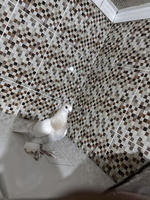 Голуби тасман самка