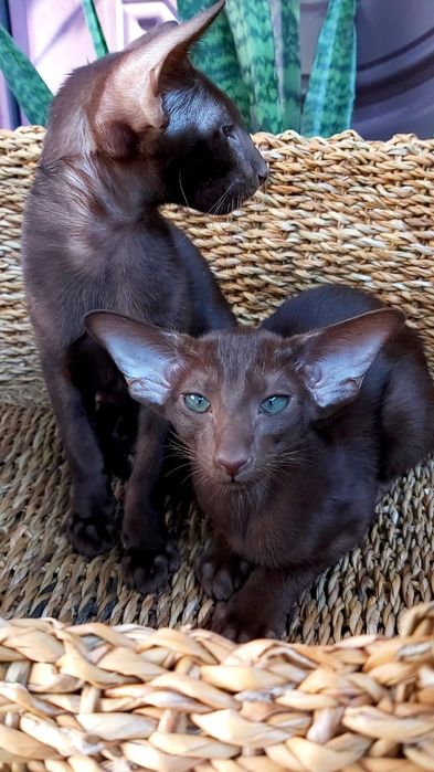 Ориентальный КОТЁНОК