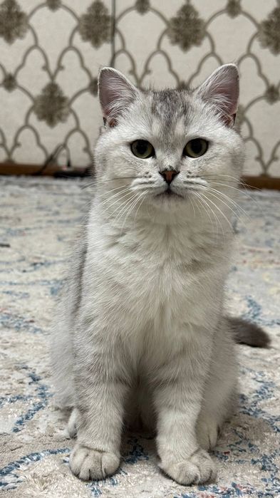 British shinshila