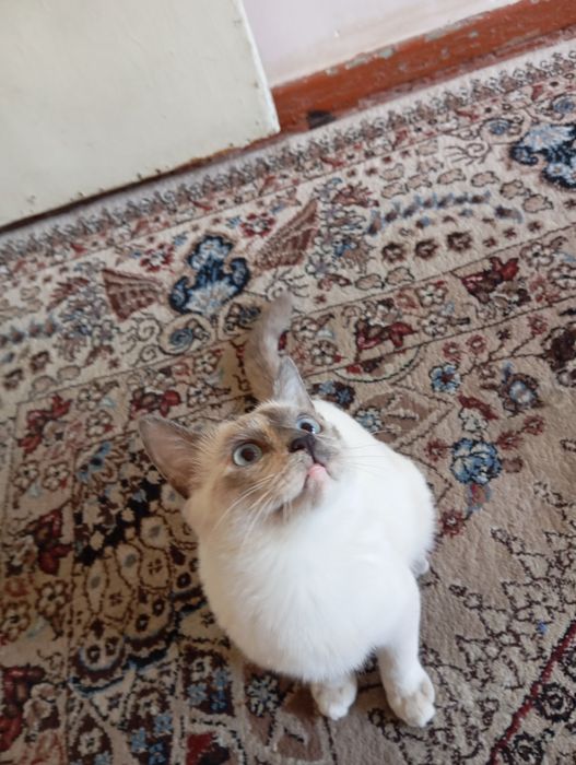 Mushuk sotiladi parodali