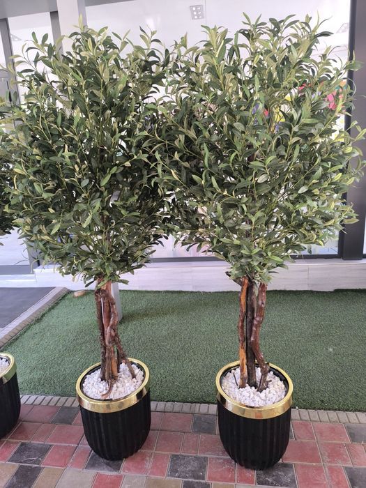 Оливковый дерева Зайтун дарахт