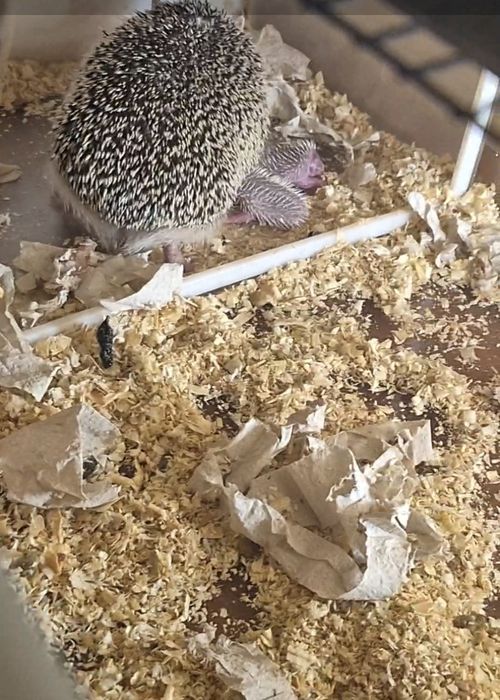 Продам маленьких ушастых ёжиков