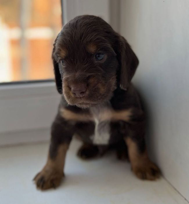 Продам щенков русский охотничий спаниэль.