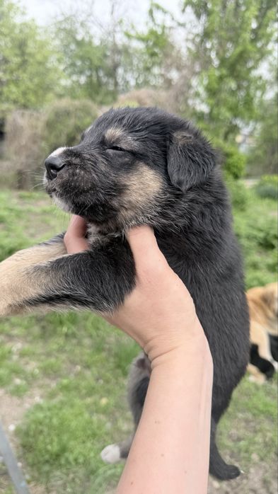 Ротивер породистые щенки