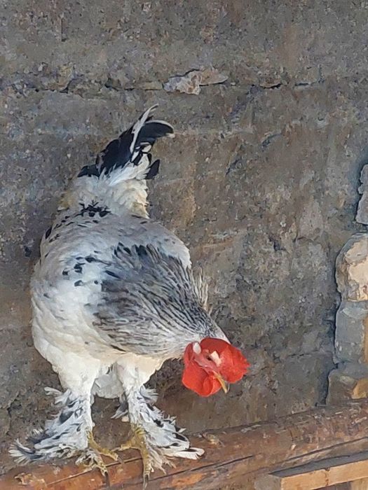 Қораз сатам или тауыққа аиырбастаимын