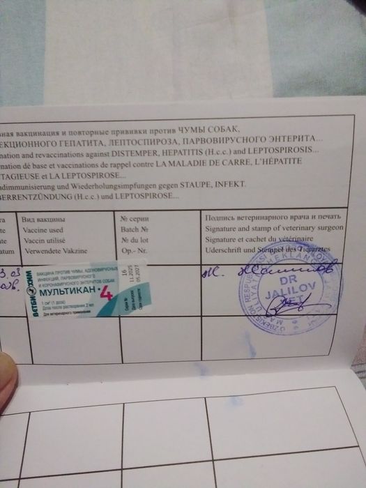 Алабай чистокровный