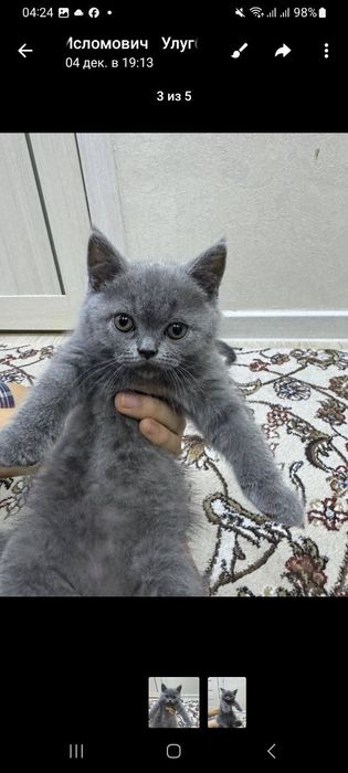 Mushuk sotiladi Britanskiy