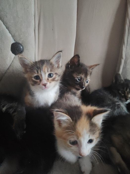 Mushuk yaxshi insonlar ga beriladi