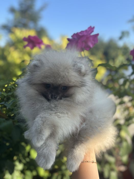 Pomeranian Mini Toy – Față Teddy Bear, Pedigree FCI, Vaccinat, Cipat, Deparazitat și Carnet de Sănătate, canisa acreditata