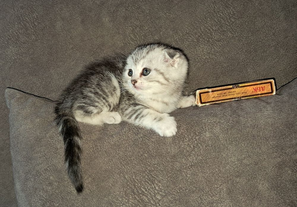 Котёнок. Фолд. Девочка