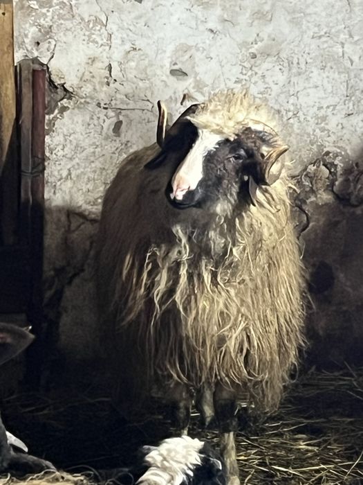 Berbec turcan varsta de un an si pret negociabil