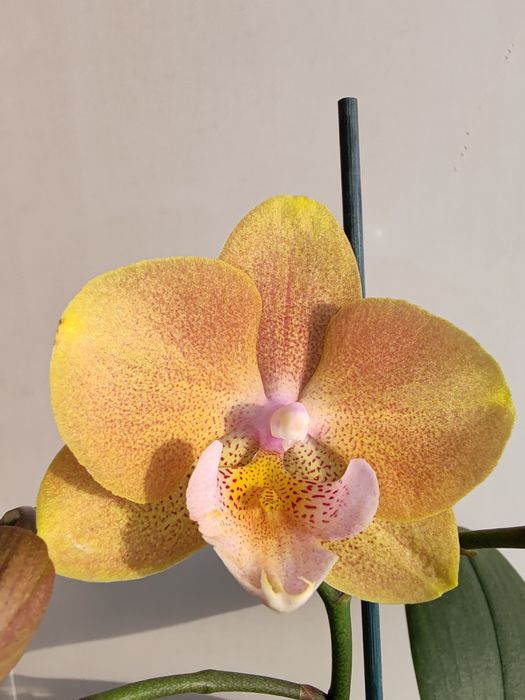 Орхидея фаленопсис