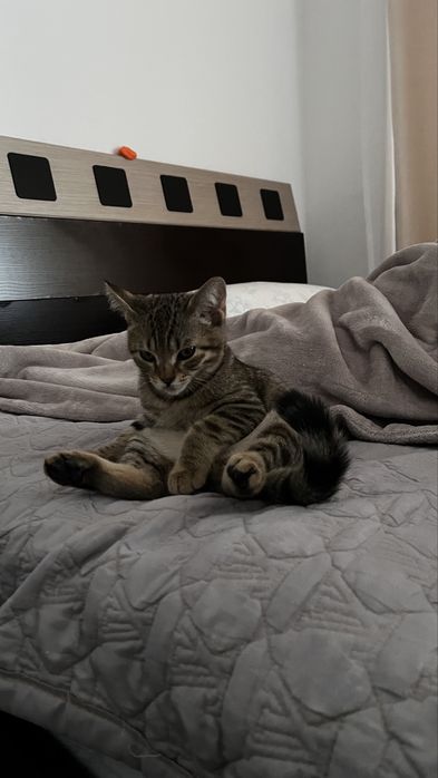 котик 5 месяцев.