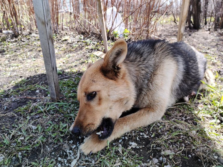 Отдам собачку девочку