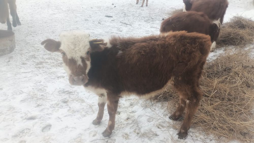 10 бас Еркек баспақ сатамын