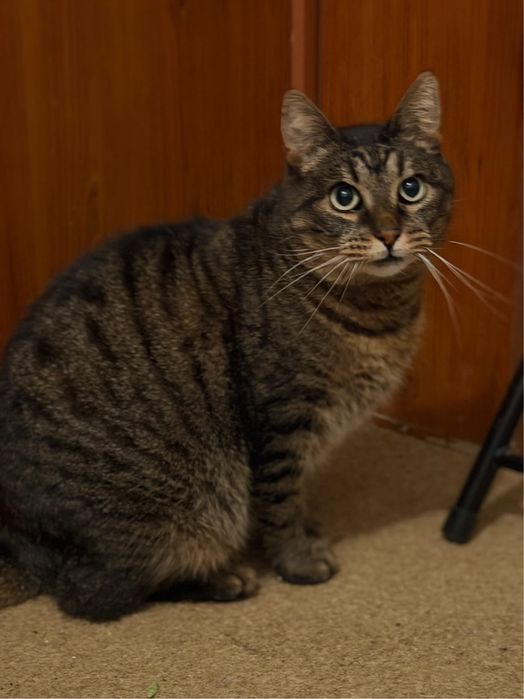 Мъжко коте търси дом, мил, гальовен и много красив