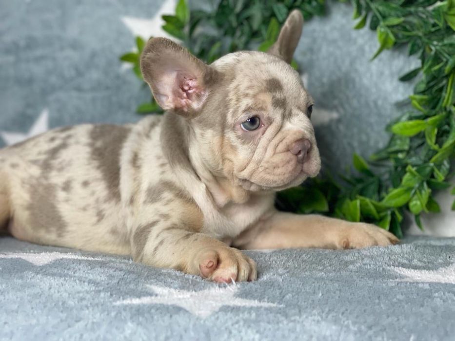 Bulldog francez isabela