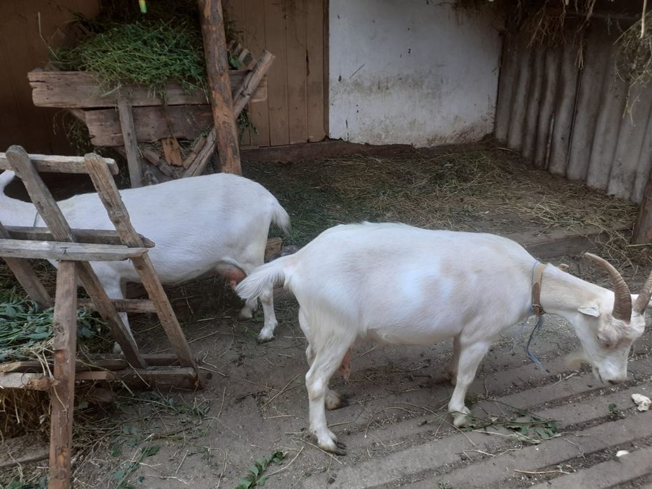Capre sannen cu lapte fara iezi 7L la zi